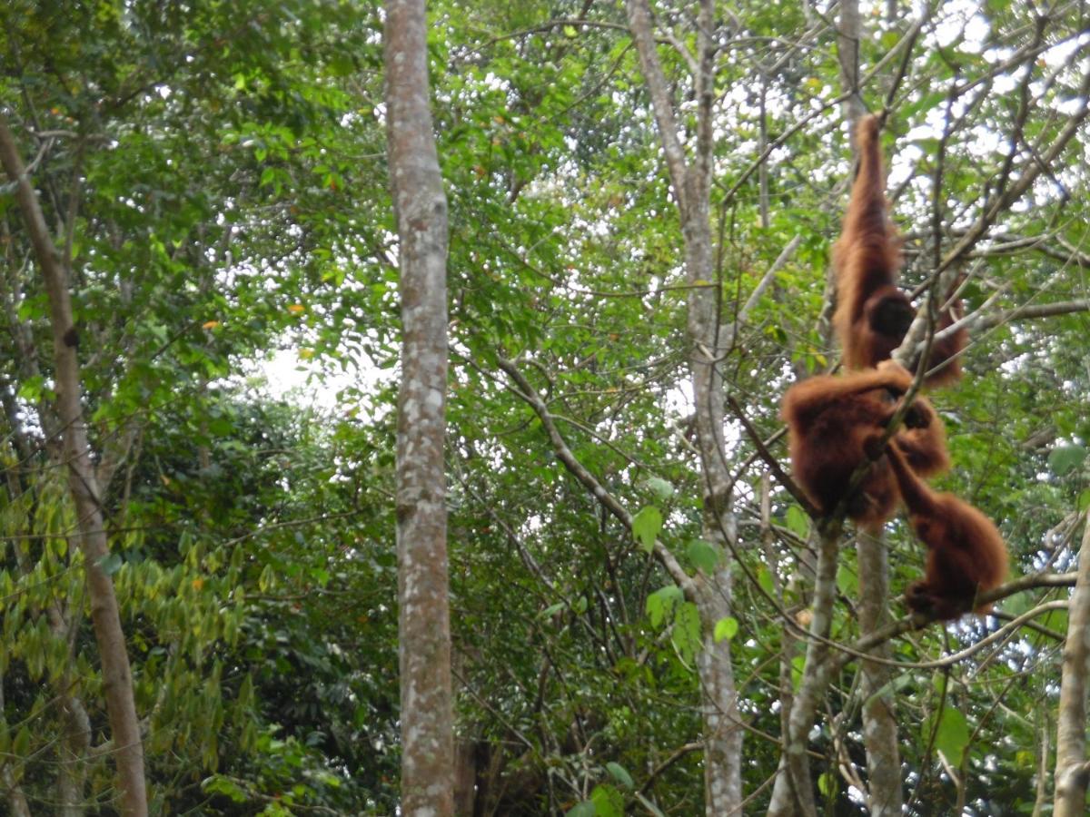 Ambow Homestay Jungle Trekking & Village Tour Bukit Lawang Luaran gambar