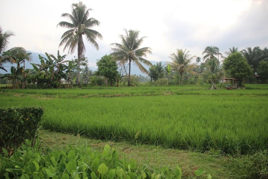 Ambow Homestay Jungle Trekking & Village Tour Bukit Lawang Luaran gambar