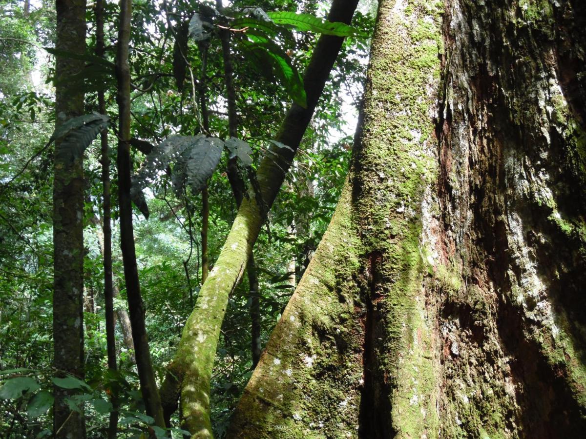 Ambow Homestay Jungle Trekking & Village Tour Bukit Lawang Luaran gambar