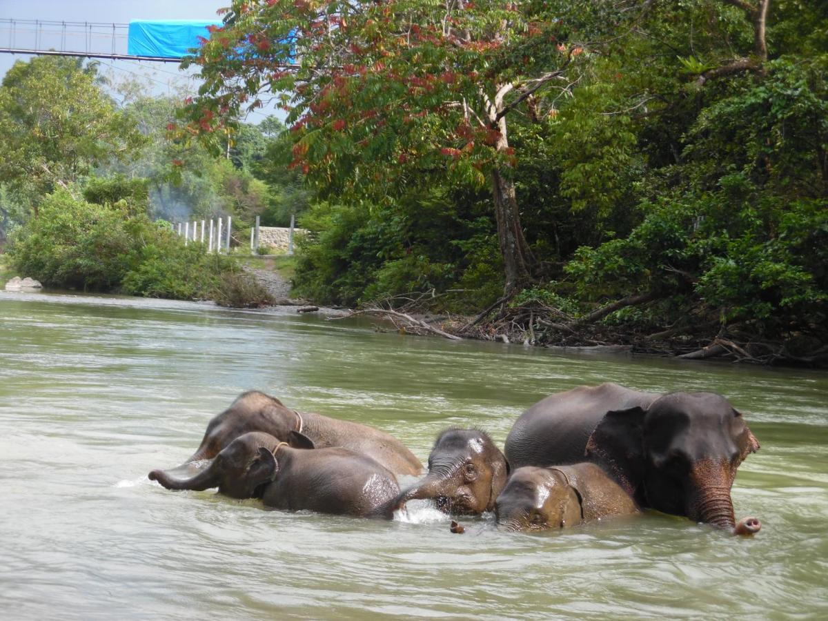 Ambow Homestay Jungle Trekking & Village Tour Bukit Lawang Luaran gambar